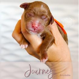 Journey - Red  female Goldendoodle puppy in Mahomet, Illinois from Jordan Family Doodles