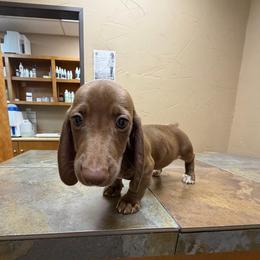 Cocoa - Chocolate male Dachshund puppy in Irving, Texas from DFW Dachshunds by G & S