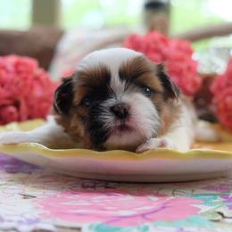 Artemis - Black gold and white male Shih Tzu puppy in Hatfield, Pennsylvania from Chrysanthemum Creek