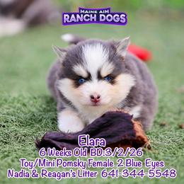 Elara - Blue female Pomsky puppy in Humeston, Iowa from M.A.R. Dogs