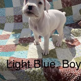 Boxer Puppies from David's Boxers