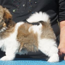 Havanese Puppies from Justamere Havanese