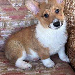 Boy 8 - Sable male Pembroke Welsh Corgi puppy in Surprise, Arizona from Ruff and Rowdy Corgis
