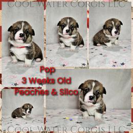 Pop - Sable male Pembroke Welsh Corgi puppy in Kiowa, Colorado from Cool Water Corgis LLC