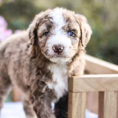 Aussiedoodles, Australian Mountain Doodles, Bernedoodles, and Labradoodles from Doodles & Co