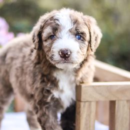 Aussiedoodles, Australian Mountain Doodles, Bernedoodles, and Labradoodles from Doodles & Co