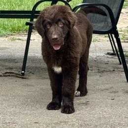 Newfoundland Puppies from Pete’s Newfies