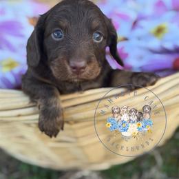 Hazel - Chocolate and tan female Dachshund puppy in Cave City, Kentucky from Mammoth Cave Dachshunds