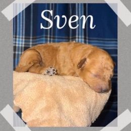 Sven - Red  male Poodle puppy in Willisburg, Kentucky from Gabrielle’s AKC Toy Poodles