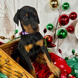 Hollyn - Black and rust female Doberman Pinscher puppy in Aredale, Iowa from Royal Dynasty Dobermann Kennel