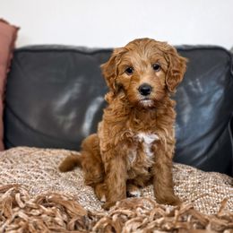 Cozy - Red  female Goldendoodle puppy in Moses Lake, Washington from Macy Meadows Doodles
