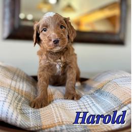 Harold - Red  male Goldendoodle puppy in Oklahoma from Faithful Hill Doodles