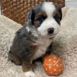 Willow - Blue merle female Toy Australian Shepherd puppy in Bristow, Iowa from Pine Ridge Toy Aussies