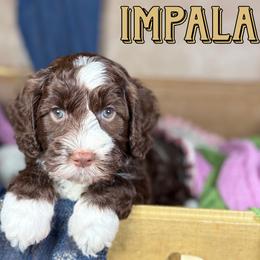 Impala - Chocolate male Australian Labradoodle puppy in Decatur, Alabama from Southern Meadows Doodles