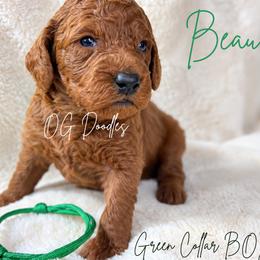 Beau - Red  male Goldendoodle puppy in Cleveland, Georgia from The O.G. Doodles