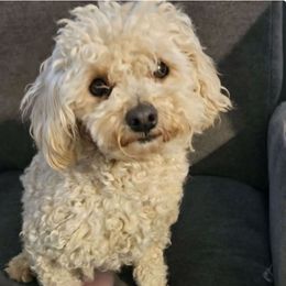 Callen - Maltipoo