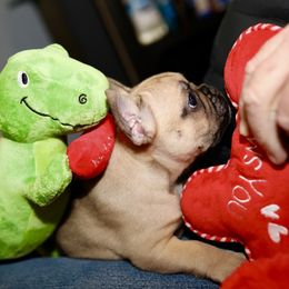 French Bulldog Puppies from Camp Fine Frenchies