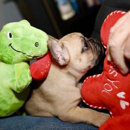 French Bulldog Puppies from Camp Fine Frenchies