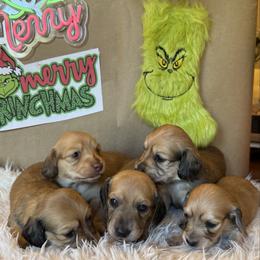 Puppy 5 - Cream female Dachshund puppy in Perryville, Maryland from Heavenly Heritage Dachshunds and Doods
