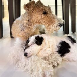 Wire Fox Terrier Puppies from Rick Cavanaugh