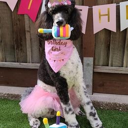Poodle All Grown Up from Watts Poodles