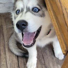 Siberian Huskies from Bandit Creek Siberians Husky