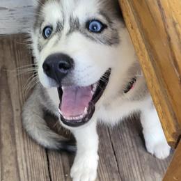 Siberian Huskies from Bandit Creek Siberians Husky
