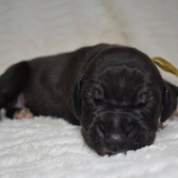 Jim Beam - Black and white male Great Dane puppy in Chapmansboro, Tennessee from Balthrop Bend Farms