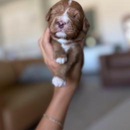 Ritz - Red male Cavapoo puppy in Queen Creek, Arizona from Sunny Doodles