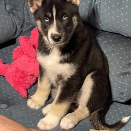 Siberian Husky Puppies from Siberian Huskies-Beckham the Great