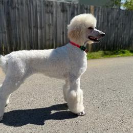 MIMIC - Poodle