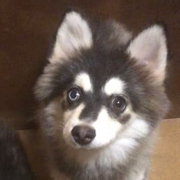 Precious - Black and white female Pomsky puppy in Spring Hill, Florida from PDQ Pomskies