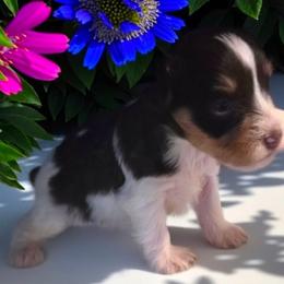 Spanky - Liver male Miniature Schnauzer puppy in Bloomington, California from Michael's Minis