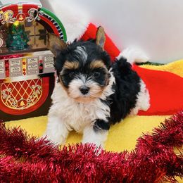 AKC - Scruffy 3000 - Black tan and white male Biewer Terrier puppy in Douglas, Georgia from Heartland small breeds