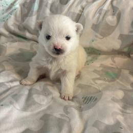 Hoops - White male Pomeranian puppy in Rhode Island from Heartfelt Kennels