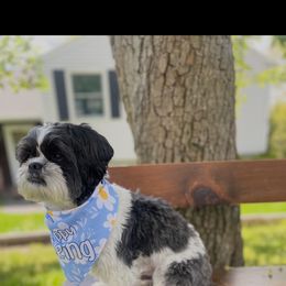Ace - Shih Tzu