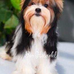 Xena - Biewer Terrier