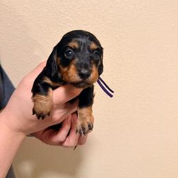 Purple - Black and tan female Dachshund puppy in Oakdale, California from Mini dachshunds