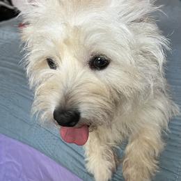 West Highland White Terrier All Grown Up from Mel’s Westies
