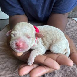 Red Collar Boy - Caramel male Australian Labradoodle puppy in Hagerstown, Maryland from Westfields Labradoodles