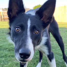 Border Collies from Lux Border Collies