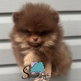 Hades- 3000.00 dollars - Chocolate and tan male Pomeranian puppy in Perry County, Ohio from Speechless Pom’s