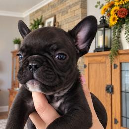 Red Collar Boy - Brindle male French Bulldog puppy in Cleveland, Ohio from Pleasant Valley French Bulldogs