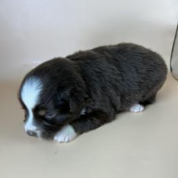 Suki - Red tri female Miniature Australian Shepherd puppy in Hokes Bluff, Alabama from Alegria Toy Aussies