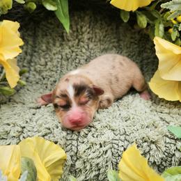 Tilly - Red merle female Miniature Australian Shepherd puppy in Sandown, New Hampshire from Ashby Lou Aussies