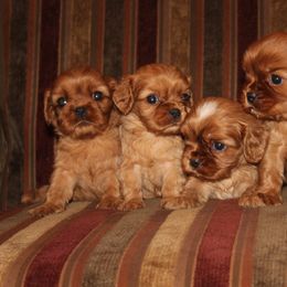 Cavalier King Charles Spaniels from Ruby and Black Cavaliers
