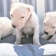 Boy 5 - Dogo Argentino puppy in Pueblo, Colorado from Palace Guard Dogos