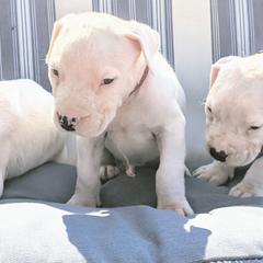 Boy 5 - Dogo Argentino puppy in Pueblo, Colorado from Palace Guard Dogos
