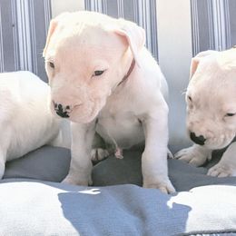 Boy 5 - Dogo Argentino puppy in Pueblo, Colorado from Palace Guard Dogos