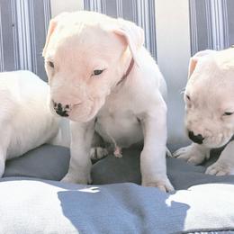 Boy 5 - Dogo Argentino puppy in Pueblo, Colorado from Palace Guard Dogos